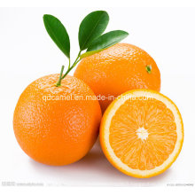 Orange navel délicieux de haute qualité
